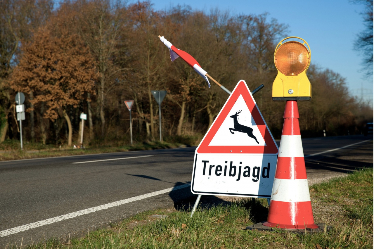 Treibjagd in Zell (Mosel) - Beispielfoto.