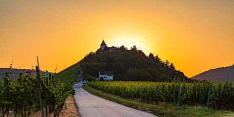 Blick von den Kaimter Weinbergen auf die Marienburg bei Sonnenuntergang