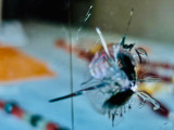 Foto von Ellen Helfrich
