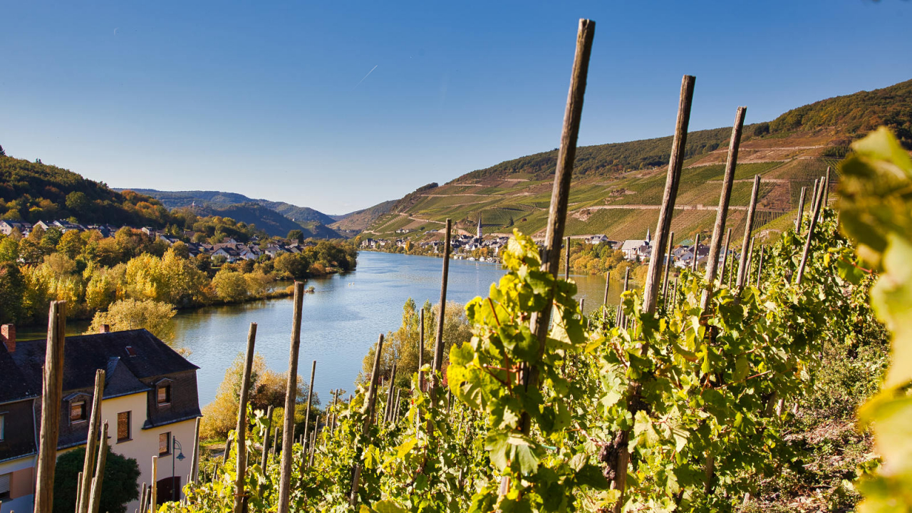 Urlaub in der wunderschönen Weinkulturlandschaft von Zell Mosel.